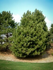 Сосна Чёрная (Pinus Nigra) купить по цене от 270.00р. в интернет-магазине «Посадика» с доставкой почтой в в Дубовкае и по всей России – [изображение №1].