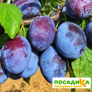 Слива Чачакская ранняя купить по цене от 229.00р. в интернет-магазине «Посадика» с доставкой почтой в в Дубовкае и по всей России – [изображение №1].