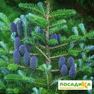 Пихта корейская (Abies koreana) купить по цене от 450.00р. в интернет-магазине «Посадика» с доставкой почтой в в Дубовкае и по всей России – [изображение №1].