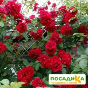 Роза плетистая Амадеус купить по цене от 399.00р. в интернет-магазине «Посадика» с доставкой почтой в в Дубовкае и по всей России – [изображение №1].