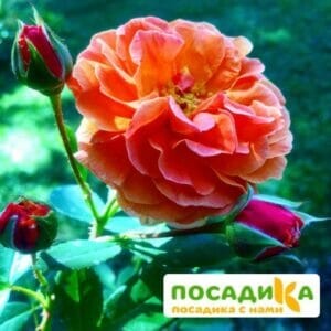 Роза Арабия купить по цене от 350.00р. в интернет-магазине «Посадика» с доставкой почтой в в Дубовкае и по всей России – [изображение №1].