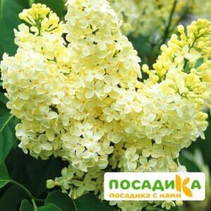 Сирень Примроуз (Primrose) купить по цене от 529.00р. в интернет-магазине «Посадика» с доставкой почтой в в Дубовкае и по всей России – [изображение №1].