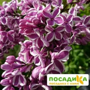 Сирень Сенсация купить по цене от 529.00р. в интернет-магазине «Посадика» с доставкой почтой в в Дубовкае и по всей России – [изображение №1].