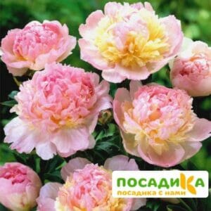 Пион Распберри Сандей (Paeonia Raspberry Sundae) купить по цене от 959р. в интернет-магазине «Посадика» с доставкой почтой в в Дубовкае и по всей России – [изображение №1].