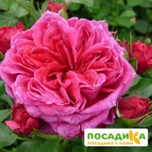 Шраб Роза Соул купить по цене от 390.00р. в интернет-магазине «Посадика» с доставкой почтой в в Дубовкае и по всей России – [изображение №1].