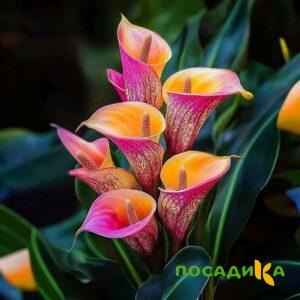 Калла Оникс купить по цене от 450р. в интернет-магазине «Посадика» с доставкой почтой в в Дубовкае и по всей России – [изображение №1].