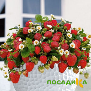 Клубника Рубиновый Шепот (горшечная) купить по цене от 240р. в интернет-магазине «Посадика» с доставкой почтой в в Дубовкае и по всей России – [изображение №1].