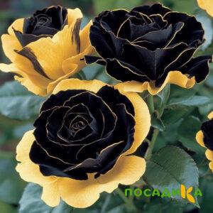 Роза Ханни Сикл купить по цене от 700р. в интернет-магазине «Посадика» с доставкой почтой в в Дубовкае и по всей России – [изображение №1].