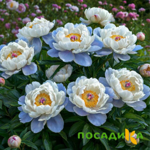 Пион акварельный Этюд купить по цене от 806р. в интернет-магазине «Посадика» с доставкой почтой в в Дубовкае и по всей России – [изображение №1].