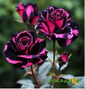 Роза Багровый Шепот купить по цене от 366р. в интернет-магазине «Посадика» с доставкой почтой в в Дубовкае и по всей России – [изображение №1].