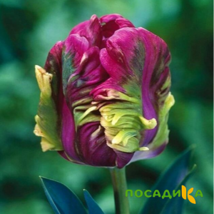 Тюльпан Экзотик Хэвен купить по цене от 186р. в интернет-магазине «Посадика» с доставкой почтой в в Дубовкае и по всей России – [изображение №1].