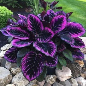 Хоста Люминоза купить по цене от 450р. в интернет-магазине «Посадика» с доставкой почтой в в Дубовкае и по всей России – [изображение №1].