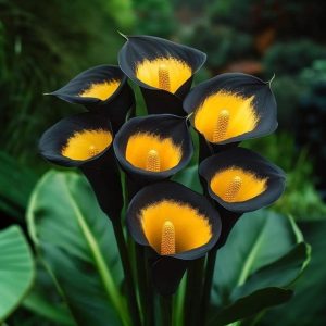 Калла Легато купить по цене от 620р. в интернет-магазине «Посадика» с доставкой почтой в в Дубовкае и по всей России – [изображение №1].