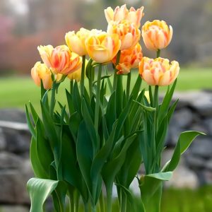 Тюльпан Верона Санрайз купить по цене от 280р. в интернет-магазине «Посадика» с доставкой почтой в в Дубовкае и по всей России – [изображение №1].