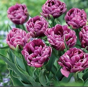 Тюльпан Айс Крим купить по цене от 430р. в интернет-магазине «Посадика» с доставкой почтой в в Дубовкае и по всей России – [изображение №1].