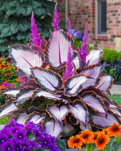 Хоста Кримэн Дрим купить по цене от 549р. в интернет-магазине «Посадика» с доставкой почтой в в Дубовкае и по всей России – [изображение №1].