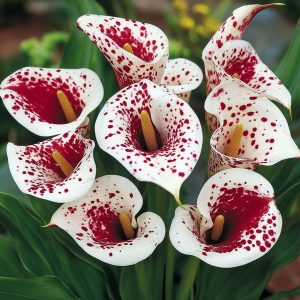 Калла Эмпайр купить по цене от 302р. в интернет-магазине «Посадика» с доставкой почтой в в Дубовкае и по всей России – [изображение №1].