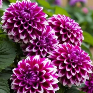 Георгин Кристал Корт купить по цене от 602р. в интернет-магазине «Посадика» с доставкой почтой в в Дубовкае и по всей России – [изображение №1].