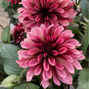 Георгин Перли Сансет купить по цене от 309р. в интернет-магазине «Посадика» с доставкой почтой в в Дубовкае и по всей России – [изображение №1].