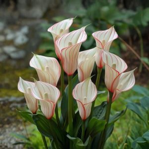 Калла Глейшер купить по цене от 299р. в интернет-магазине «Посадика» с доставкой почтой в в Дубовкае и по всей России – [изображение №1].