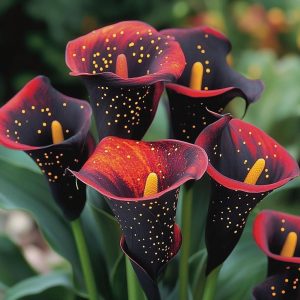 Калла Нуар купить по цене от 299р. в интернет-магазине «Посадика» с доставкой почтой в в Дубовкае и по всей России – [изображение №1].