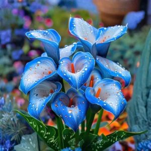 Калла Портрейт купить по цене от 292р. в интернет-магазине «Посадика» с доставкой почтой в в Дубовкае и по всей России – [изображение №1].