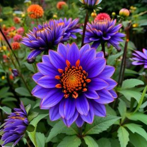 Георгин Лазурит купить по цене от 799р. в интернет-магазине «Посадика» с доставкой почтой в в Дубовкае и по всей России – [изображение №1].