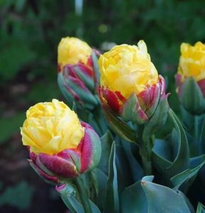 Тюльпан Айс Крим Банана купить по цене от 360р. в интернет-магазине «Посадика» с доставкой почтой в в Дубовкае и по всей России – [изображение №1].