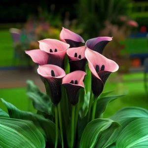 Калла Энигма купить по цене от 291р. в интернет-магазине «Посадика» с доставкой почтой в в Дубовкае и по всей России – [изображение №1].