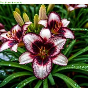 Лилейник Крим Сикл купить по цене от 799р. в интернет-магазине «Посадика» с доставкой почтой в в Дубовкае и по всей России – [изображение №1].