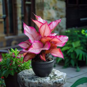 Хоста Розовая Симфония купить по цене от 800р. в интернет-магазине «Посадика» с доставкой почтой в в Дубовкае и по всей России – [изображение №1].