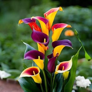 Калла Кристалл купить по цене от 450р. в интернет-магазине «Посадика» с доставкой почтой в в Дубовкае и по всей России – [изображение №1].