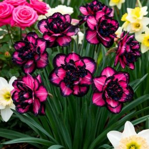 Нарцисс Золотая Корона купить по цене от 2000р. в интернет-магазине «Посадика» с доставкой почтой в в Дубовкае и по всей России – [изображение №1].