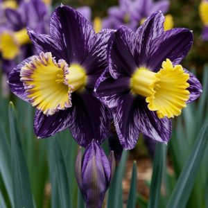 Нарцисс Акропоис купить по цене от 382р. в интернет-магазине «Посадика» с доставкой почтой в в Дубовкае и по всей России – [изображение №1].