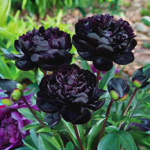 Пион Королевский Бархат купить по цене от 419р. в интернет-магазине «Посадика» с доставкой почтой в в Дубовкае и по всей России – [изображение №1].