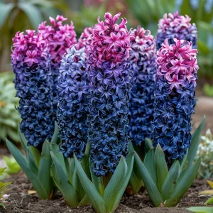 Гиацинт Блю Спринг купить по цене от 2099р. в интернет-магазине «Посадика» с доставкой почтой в в Дубовкае и по всей России – [изображение №1].