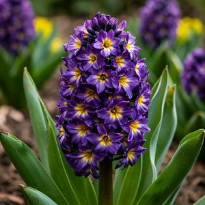 Гиацинт Вельвет Колор купить по цене от 2099р. в интернет-магазине «Посадика» с доставкой почтой в в Дубовкае и по всей России – [изображение №1].