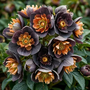 Морозник Блум Айс купить по цене от 499р. в интернет-магазине «Посадика» с доставкой почтой в в Дубовкае и по всей России – [изображение №1].