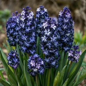 Гиацинт Блум Клауд купить по цене от 2099р. в интернет-магазине «Посадика» с доставкой почтой в в Дубовкае и по всей России – [изображение №1].