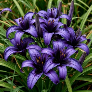 Лилейник Блю Айрис купить по цене от 324р. в интернет-магазине «Посадика» с доставкой почтой в в Дубовкае и по всей России – [изображение №1].