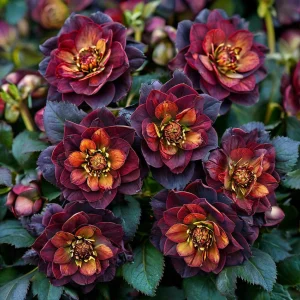 Морозник Сноу Дроп купить по цене от 348р. в интернет-магазине «Посадика» с доставкой почтой в в Дубовкае и по всей России – [изображение №1].