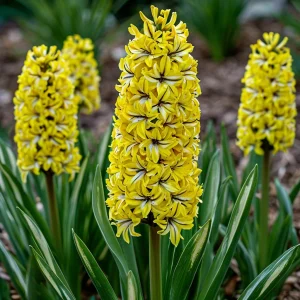 Гиацинт Сансет Голд купить по цене от 2099р. в интернет-магазине «Посадика» с доставкой почтой в в Дубовкае и по всей России – [изображение №1].