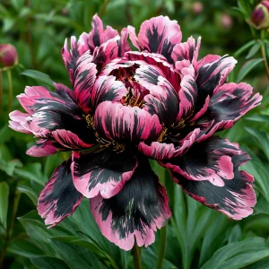 Пион Дроп Руби купить по цене от 469р. в интернет-магазине «Посадика» с доставкой почтой в в Дубовкае и по всей России – [изображение №1].