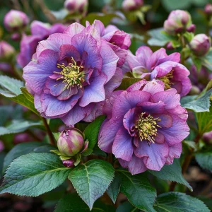 Морозник Айс Принцесс Чарм купить по цене от 650р. в интернет-магазине «Посадика» с доставкой почтой в в Дубовкае и по всей России – [изображение №1].