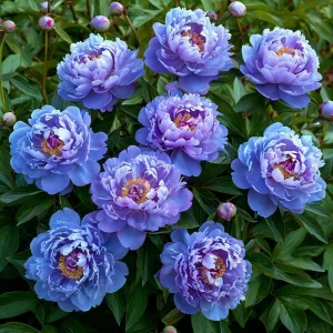 Пион Голубой лотос купить по цене от 590р. в интернет-магазине «Посадика» с доставкой почтой в в Дубовкае и по всей России – [изображение №1].