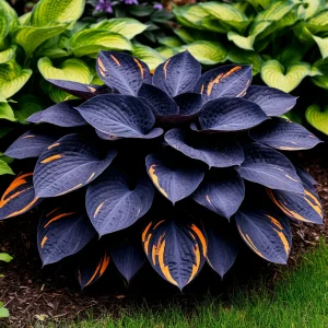 Хоста Умбра купить по цене от 349р. в интернет-магазине «Посадика» с доставкой почтой в в Дубовкае и по всей России – [изображение №1].