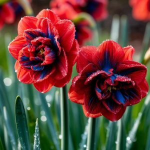 Нарцисс Эрличе купить по цене от 386р. в интернет-магазине «Посадика» с доставкой почтой в в Дубовкае и по всей России – [изображение №1].