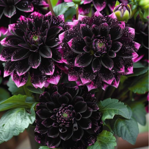 Георгин Лаванда Лейс купить по цене от 679р. в интернет-магазине «Посадика» с доставкой почтой в в Дубовкае и по всей России – [изображение №1].