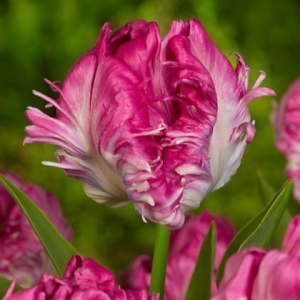 Тюльпан махровый Кул Кристал купить по цене от 400р. в интернет-магазине «Посадика» с доставкой почтой в в Дубовкае и по всей России – [изображение №1].