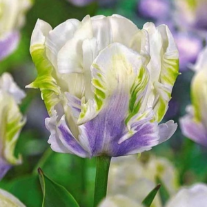 Тюльпан Уайт Лизарт купить по цене от 360р. в интернет-магазине «Посадика» с доставкой почтой в в Дубовкае и по всей России – [изображение №1].